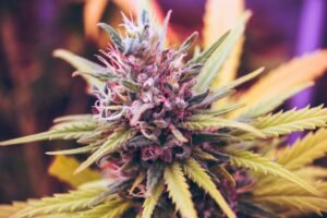 Browse Trusted Sources via an Online Dispensary Canada