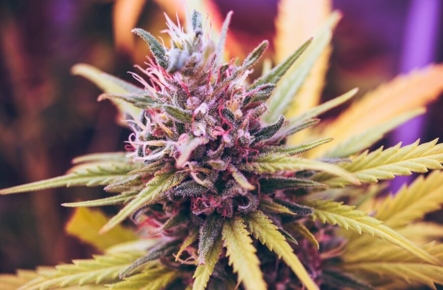 Browse Trusted Sources via an Online Dispensary Canada